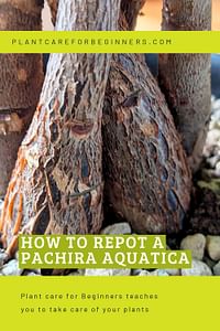 How to repot a Pachira Aquatica