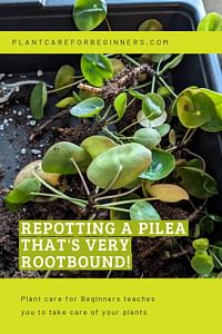 Repotting a Pilea that's VERY rootbound!