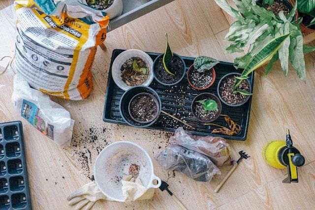 Repotting a Syngonium