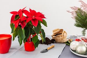 Euphorbia pulcherrima (Poinsettia)