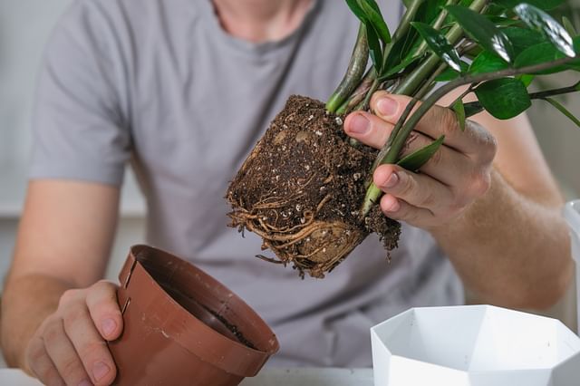 Repotting a ZZ plant