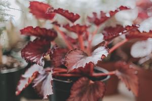Rex Begonia