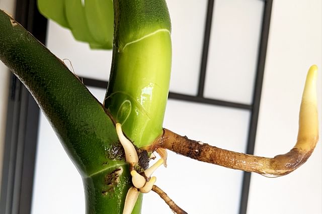 Roots on a monstera cutting