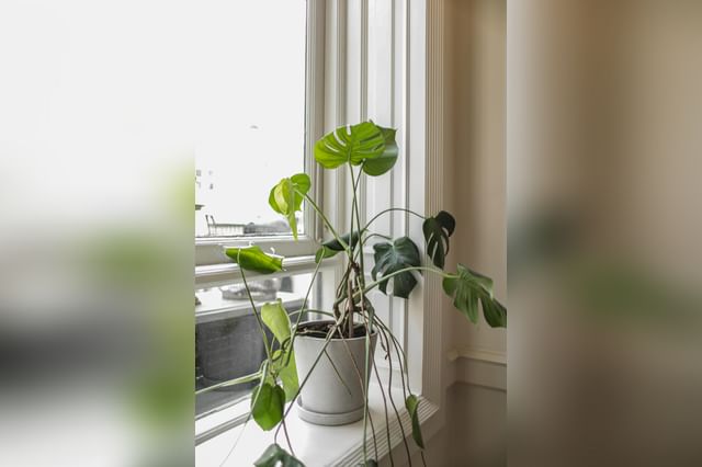 Rotated Monstera with distorted growth