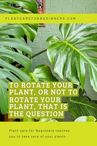To rotate your plant, or not to rotate your plant, that is the question