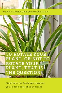 To rotate your plant, or not to rotate your plant, that is the question