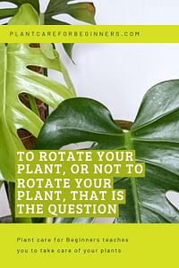 To rotate your plant, or not to rotate your plant, that is the question