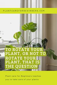 To rotate your plant, or not to rotate your plant, that is the question
