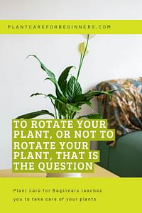 To rotate your plant, or not to rotate your plant, that is the question