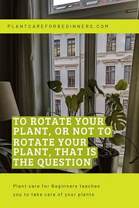 To rotate your plant, or not to rotate your plant, that is the question
