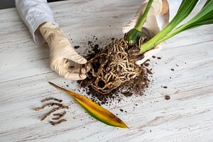 How do you recognize root rot on your houseplant?
