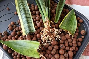What is Leca and why is it useful for plants?