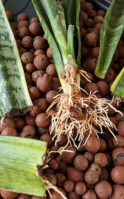 Sansevieria on Leca