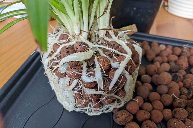 Spider plant in Leca
