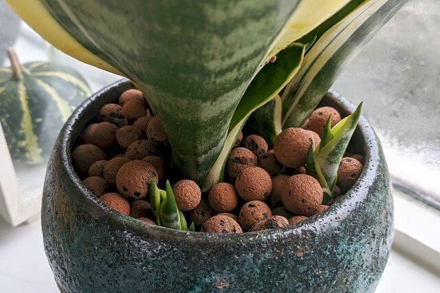 Sansevieria growing babies