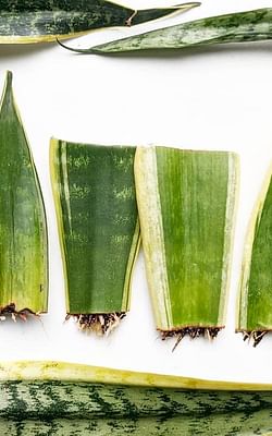 How to propagate a Sansevieria (Snake plant)