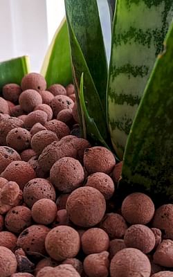 How to grow Sansevierias in Leca