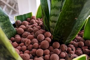 How to grow Sansevierias in Leca