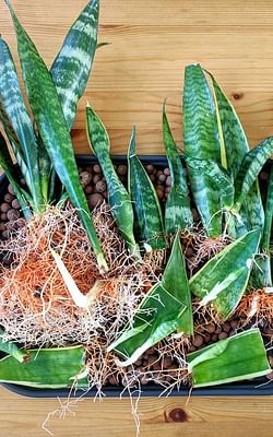 Top 5 easiest houseplants to propagate