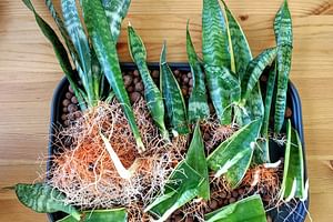 Top 5 easiest houseplants to propagate
