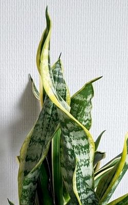 The 10 best low-light houseplants for beginners