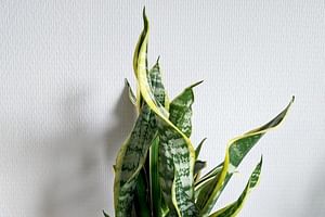 The 10 best low-light houseplants for beginners