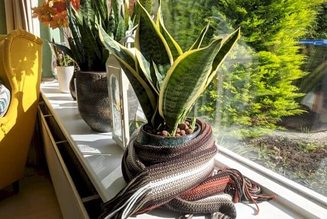 Sansevieria with a scarf