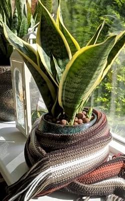 How to care for houseplants in the winter