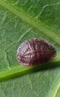 How to get rid of scale insects on houseplants