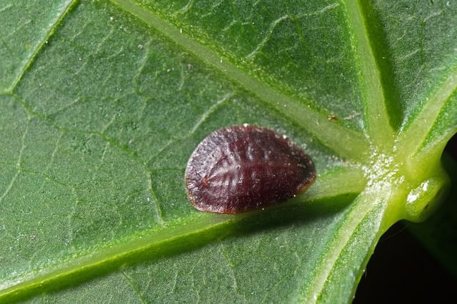 Scale insects on a leaf