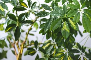 How to care for the Schefflera (Umbrella Tree)
