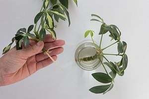 Schefflera Arboricola