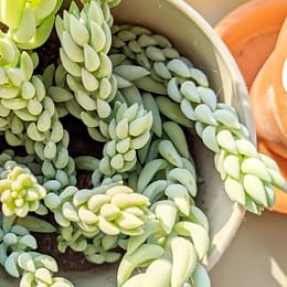 Sedum Morganianum
