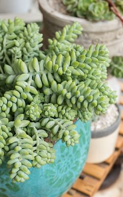 How to care for a Sedum morganianum