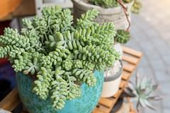 How to care for a Sedum morganianum