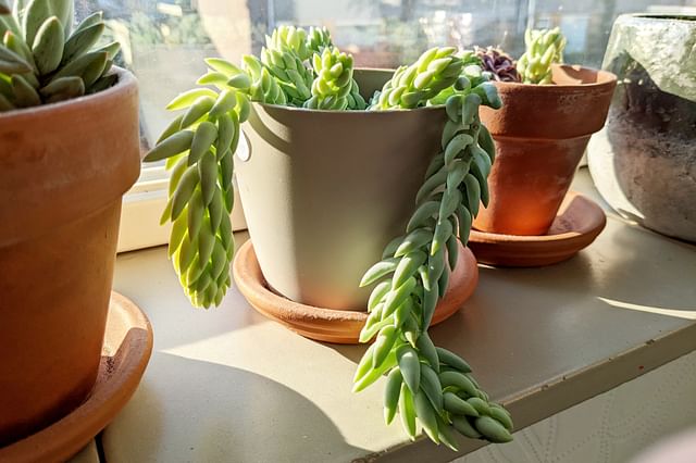 Sedum Morganianum