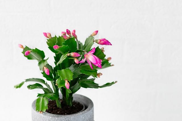 A small Christmas Cactus