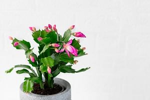 Christmas cactus