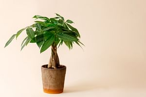 How to take care of a Money tree (Pachira Aquatica)