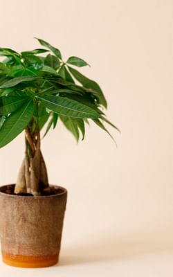 How to take care of a Money tree (Pachira Aquatica)