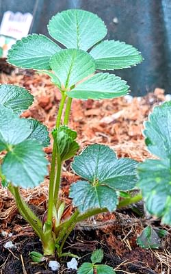 How to Grow Strawberries in Your Garden