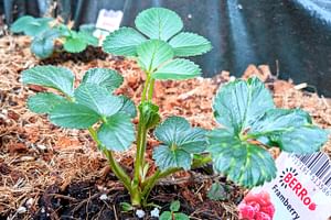 How to Grow Strawberries in Your Garden