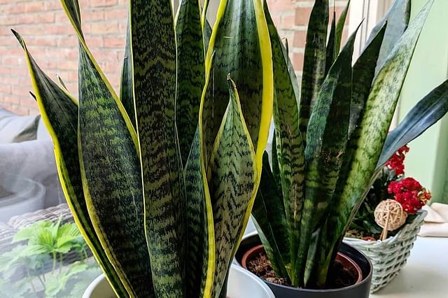 Snake plant