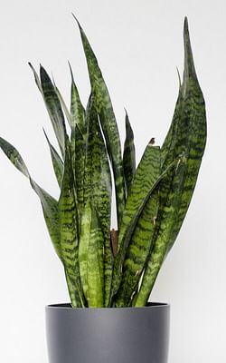 How to care for Sansevierias