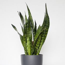 Snake plant