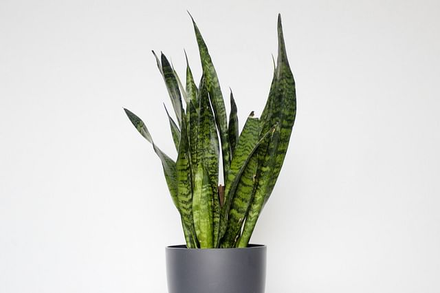 How to care for Sansevierias