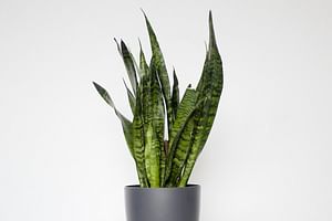 Beginner-friendly plants