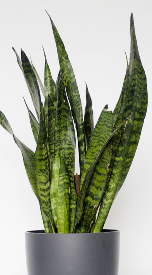 Sansevieria in pot