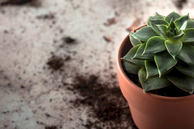Soil next to pot with Succulent