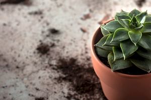 Do different types of soil matter for your plant's health?